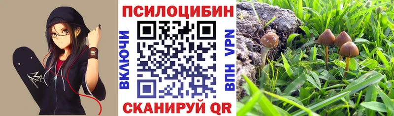 где найти наркотики  Мглин  Псилоцибиновые грибы Psilocybe 